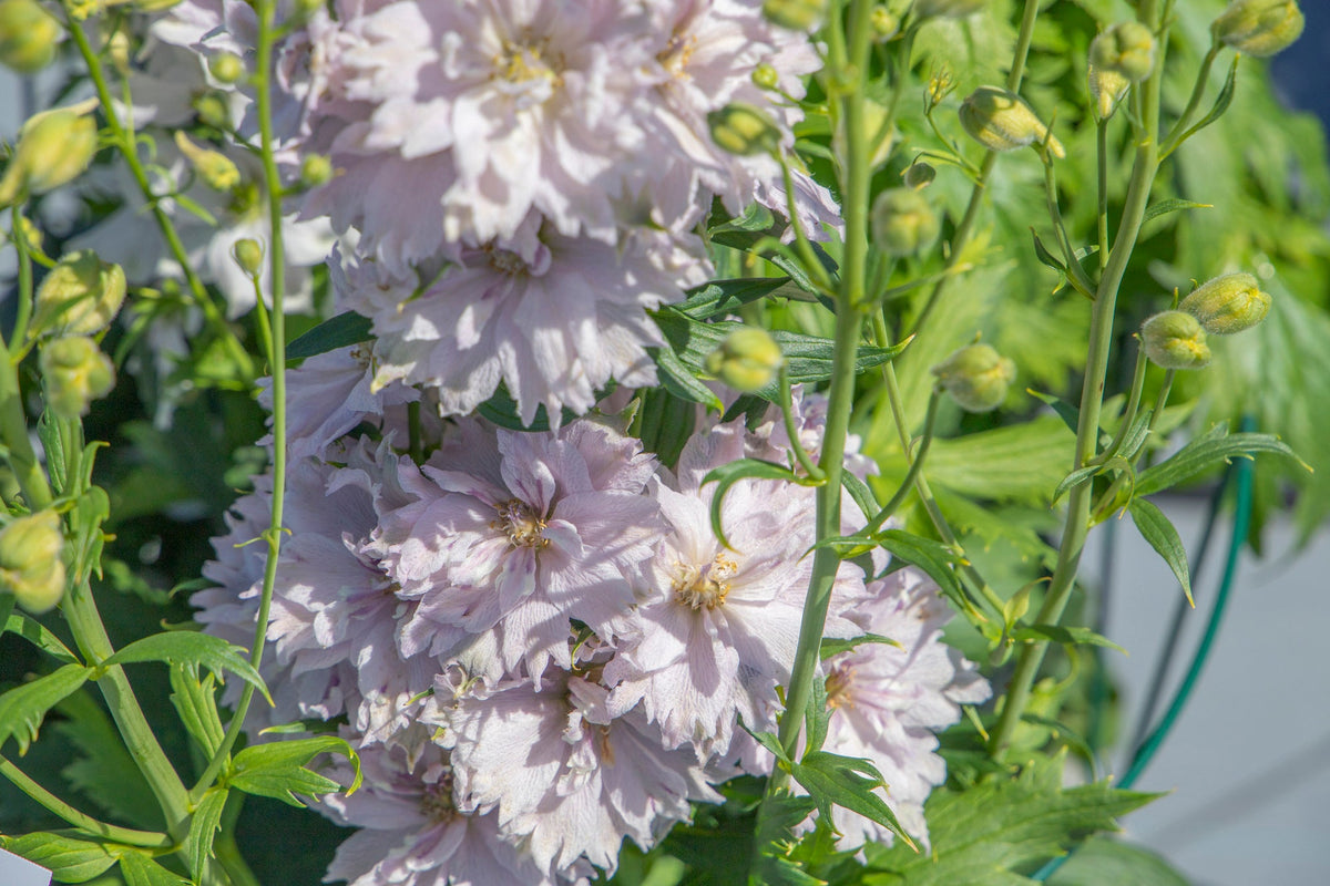 Delphinium elatum Magic Fountains Cherry Blossom White Bee | Delphinium | Excellent as Cut Flower therapyofflowers.com