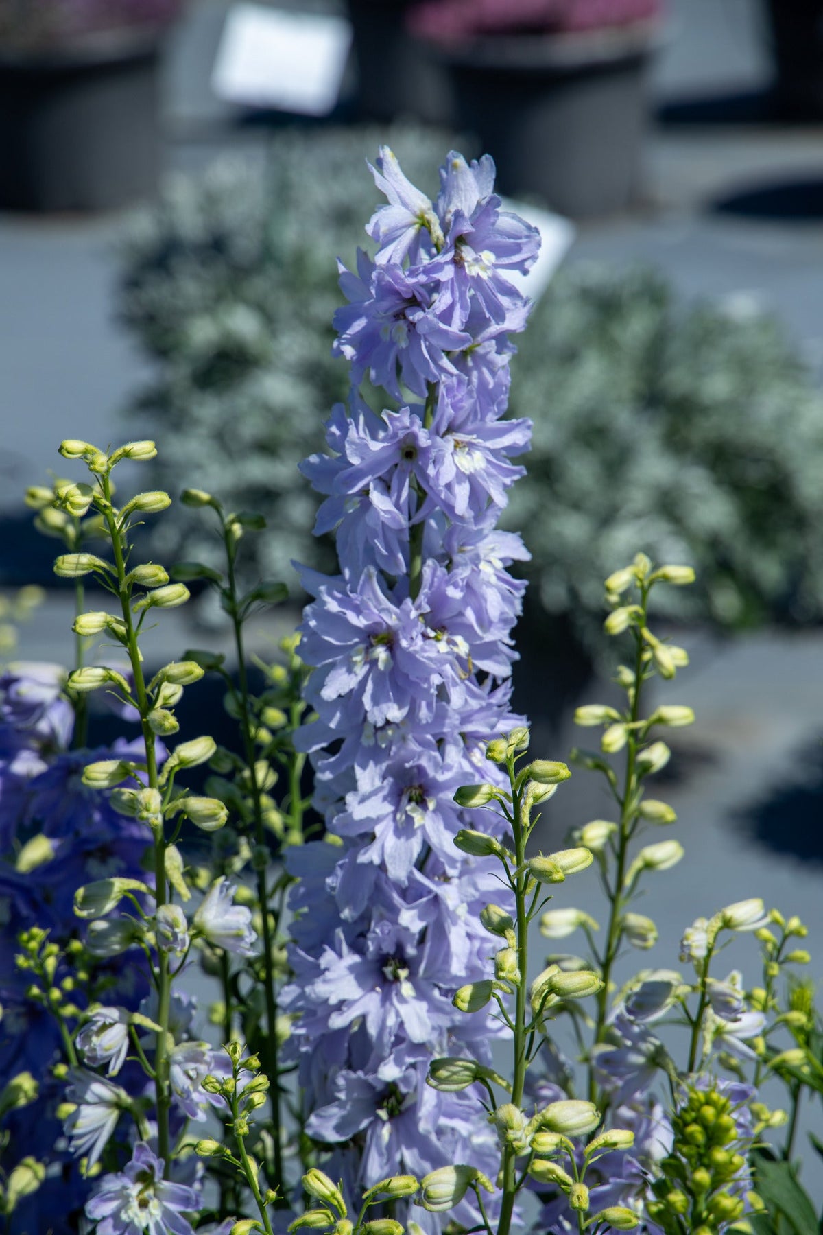 Delphinium elatum Magic Fountains Lavender White Bee | Cut Flower therapyofflowers.com