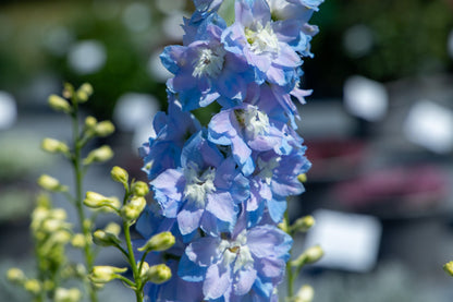Delphinium elatum Magic Fountains Sky Blue White Bee | Delphinium therapyofflowers.com
