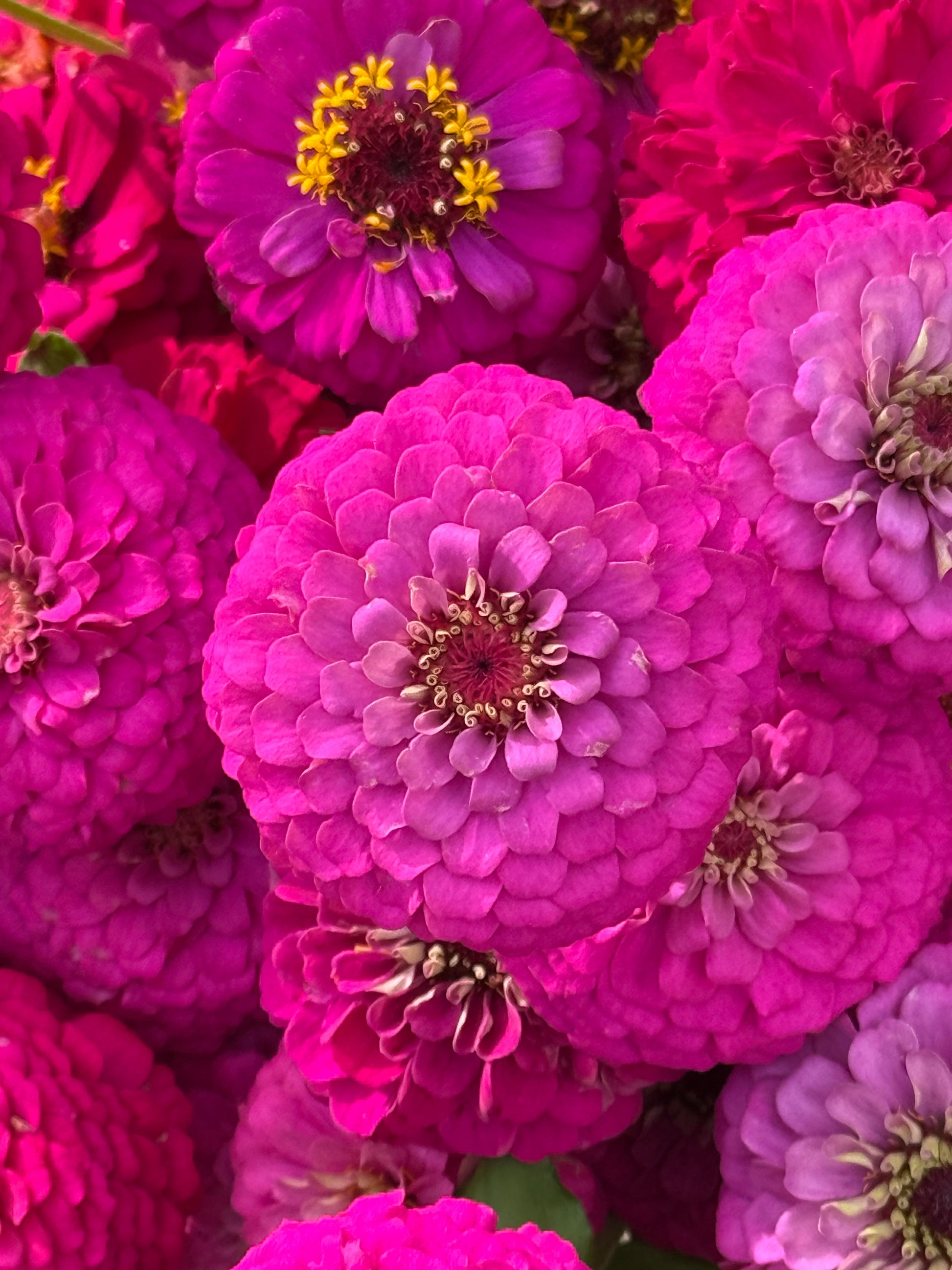Zinnia elegans Oklahoma Carmine | Elegant Cut Flower Zinnia therapyofflowers.com