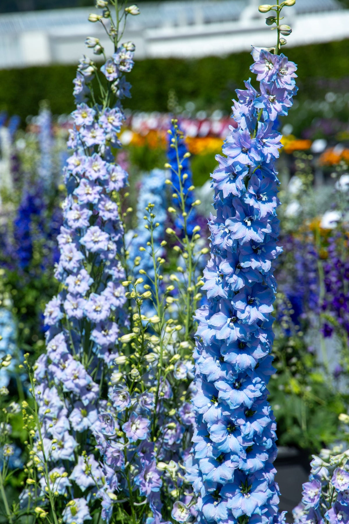 Delphinium Benary's Pacific Cameliard | Delphinium hybrida | Cut Flower therapyofflowers.com