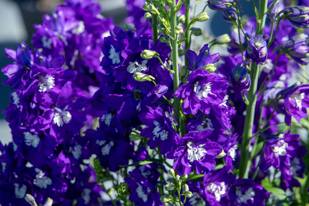 Delphinium Benary's Pacific King Arthur | Delphinium hybrida | Cut Flower therapyofflowers.com