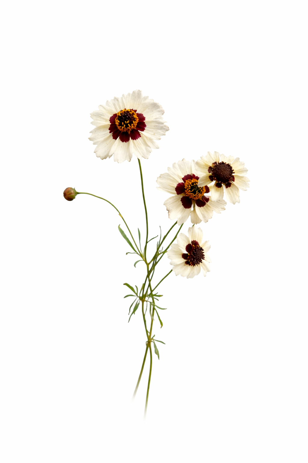 Coreopsis x hybrida Incredible! Swirl | Tickseed therapyofflowers.com