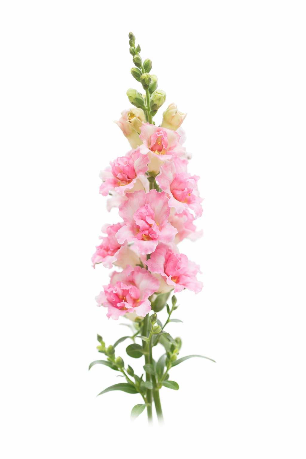 Snapdragon DoubleShot™ Appleblossom F1 | Group 3, 4 | Antirrhinum majus therapyofflowers.com