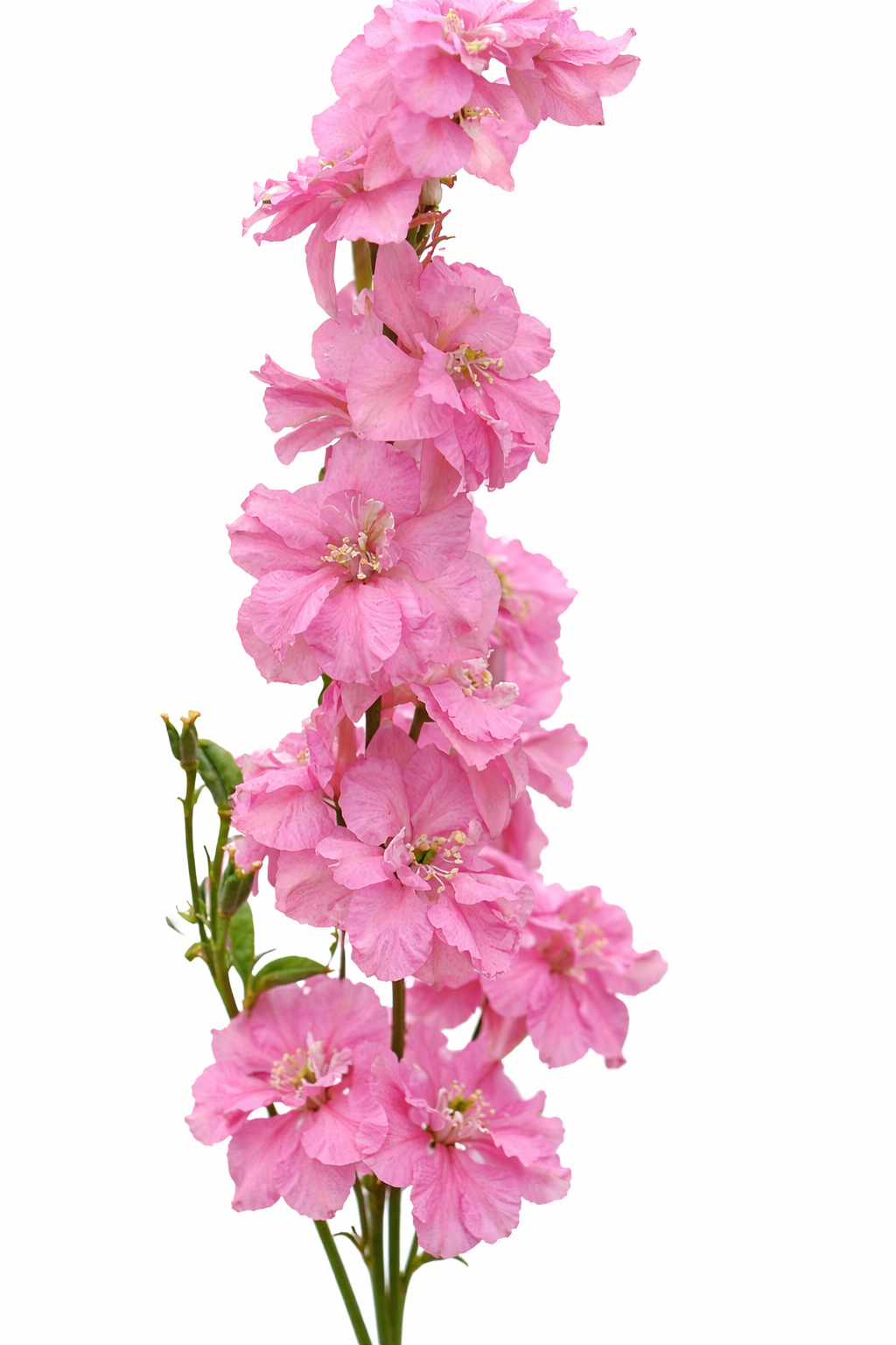 Delphinium consolida QIS® Rose | Larkspur therapyofflowers.com