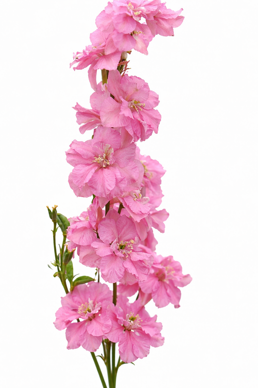 Delphinium consolida QIS® Rose | Larkspur therapyofflowers.com