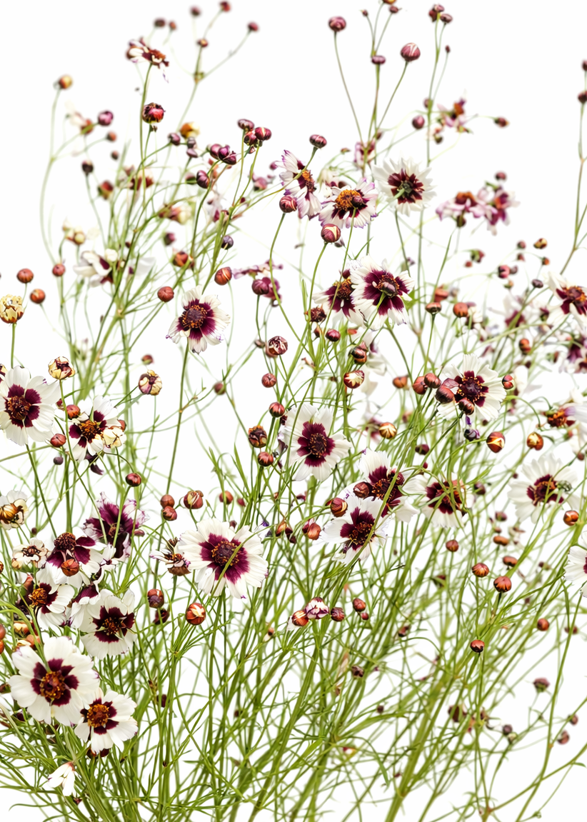 Coreopsis x hybrida Incredible! Swirl | Tickseed therapyofflowers.com