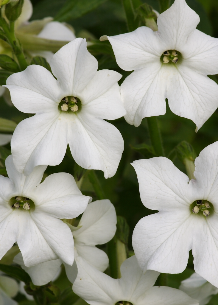 Nicotiana alata Grandiflora | Flowering Tobacco | Very fragrant therapyofflowers.com