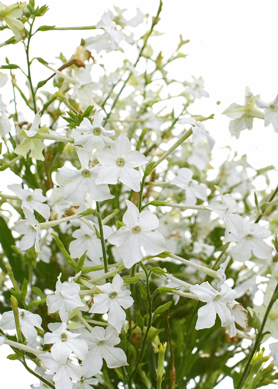 Nicotiana alata Grandiflora | Flowering Tobacco | Very fragrant therapyofflowers.com