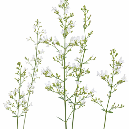 Calamintha nepeta Marvelette White | Lesser Calamint therapyofflowers.com