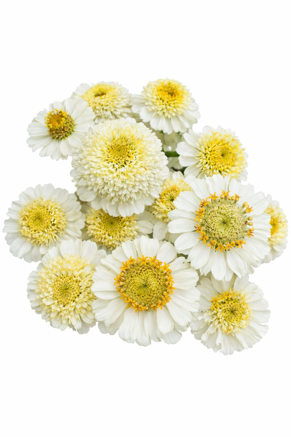 Zinnia elegans Zinderella White | Scabiosa-Flowered Zinnia therapyofflowers.com