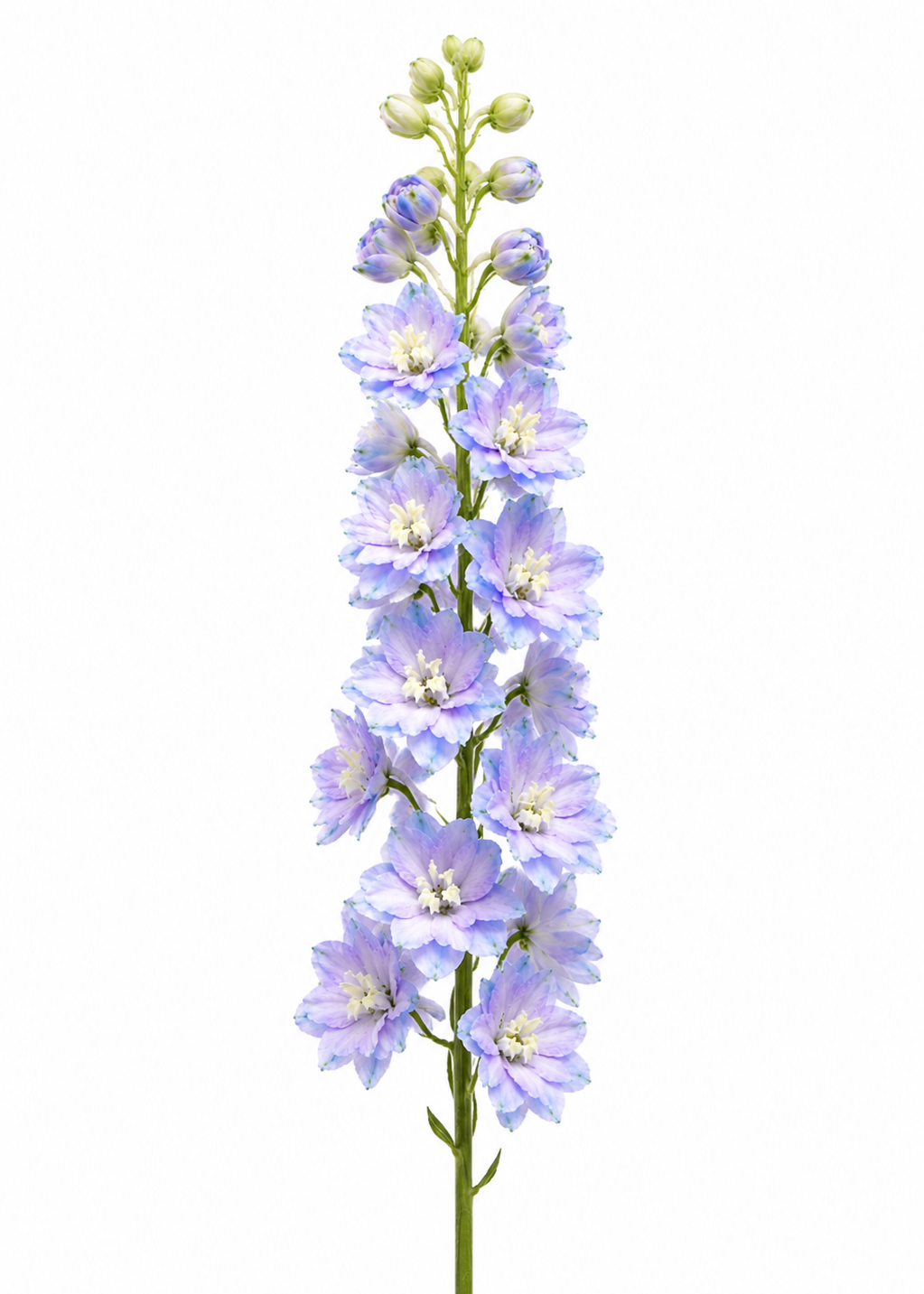 Delphinium elatum Magic Fountains Lavender White Bee | Cut Flower therapyofflowers.com