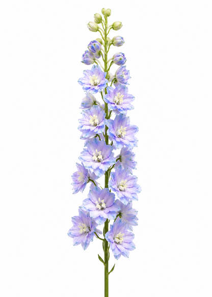Delphinium elatum Magic Fountains Lavender White Bee | Cut Flower therapyofflowers.com