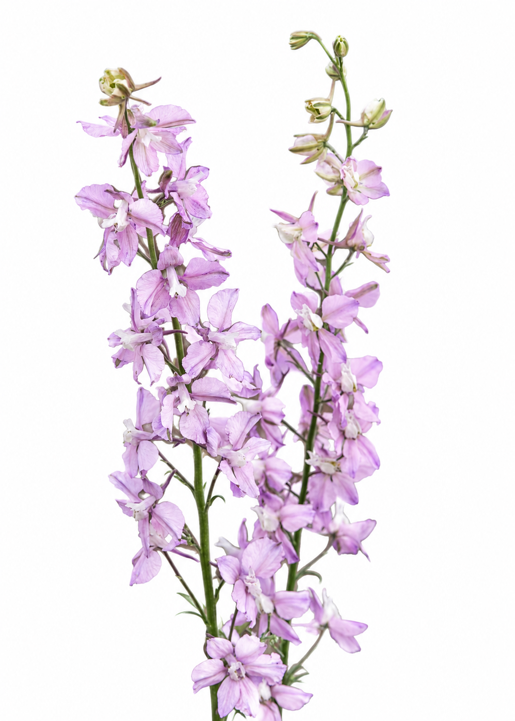 Vasaras delfīnija Fancy Belladonna | Delphinium consolida 