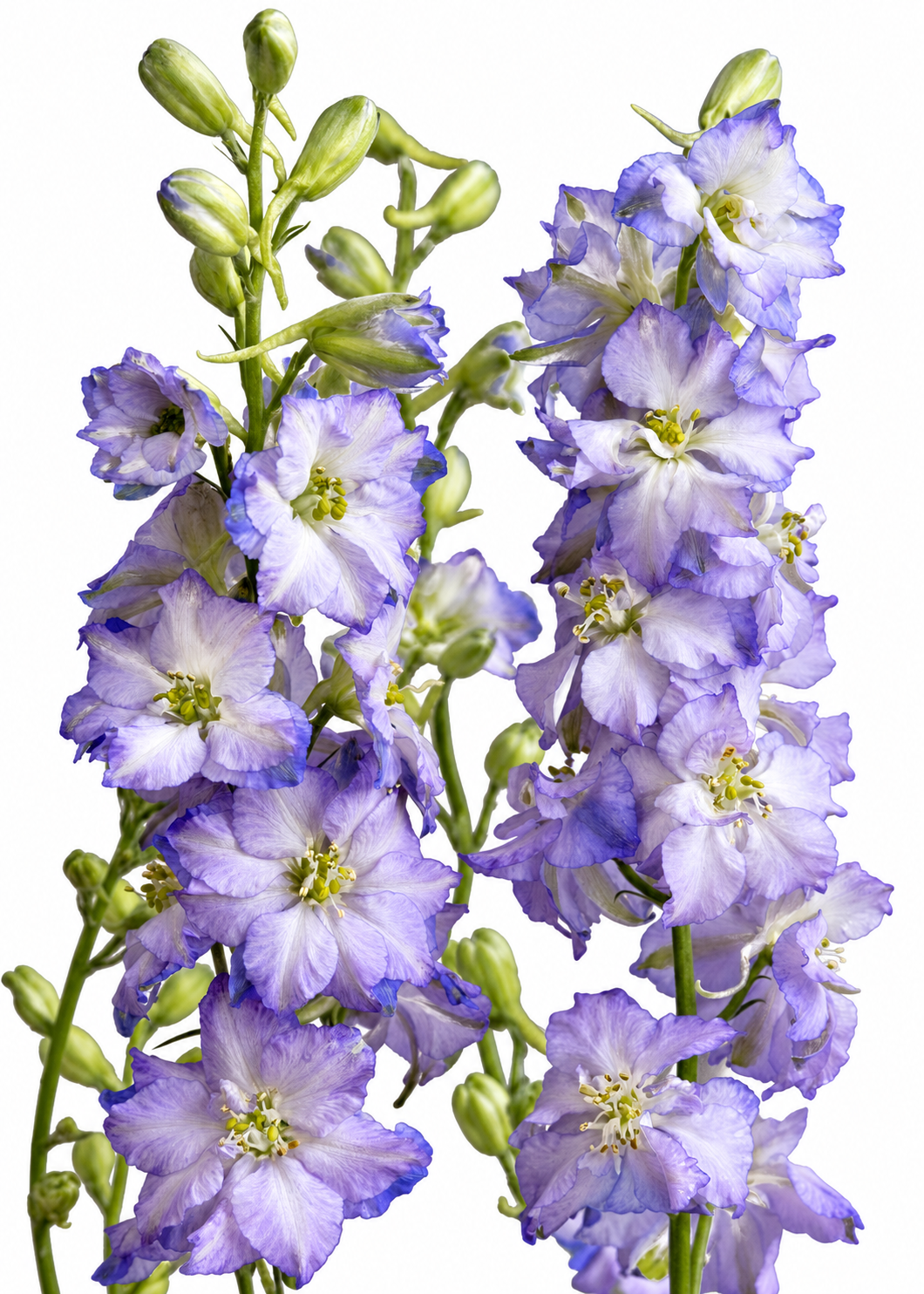 Vasaras delfīnija Fancy Purple Picotee | Delphinium consolida