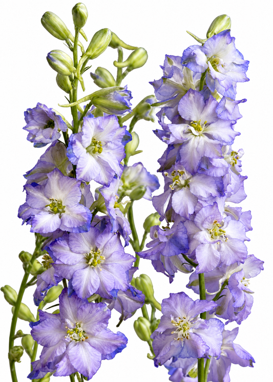 Vasaras delfīnija Fancy Purple Picotee | Delphinium consolida