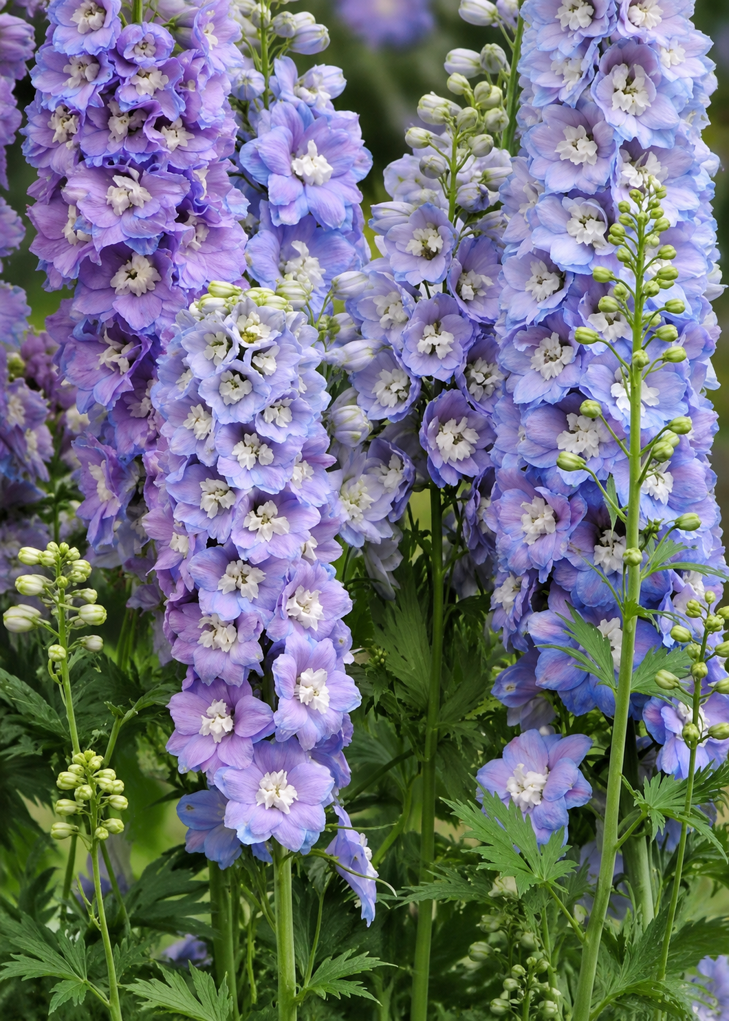 Dārza delfīnija Guardian Lavender F1 | Delphinium elatum