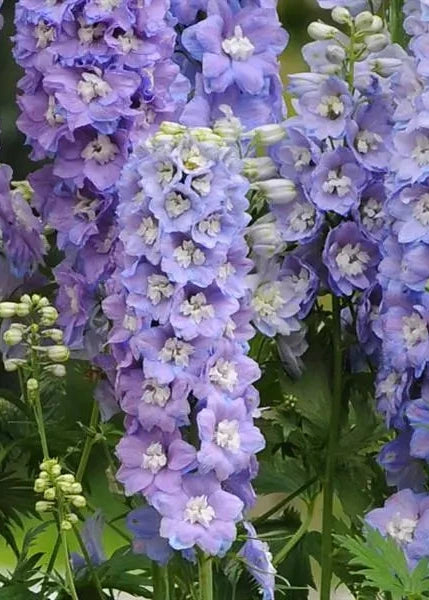 Dārza delfīnija Guardian Lavender F1 | Delphinium elatum