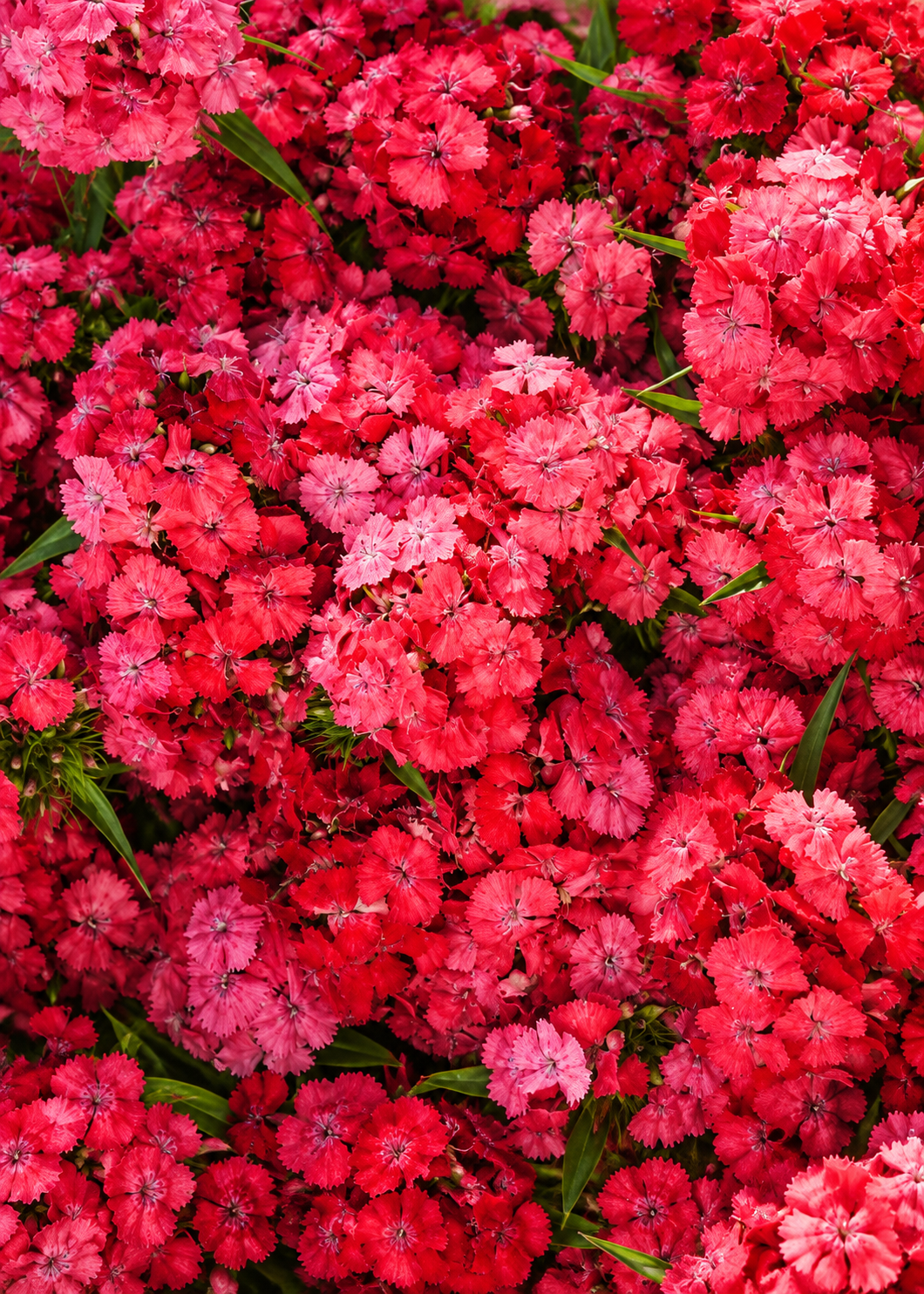 Dianthus barbatus Sweet™ Coral | Sweet William | Pelleted therapyofflowers.com