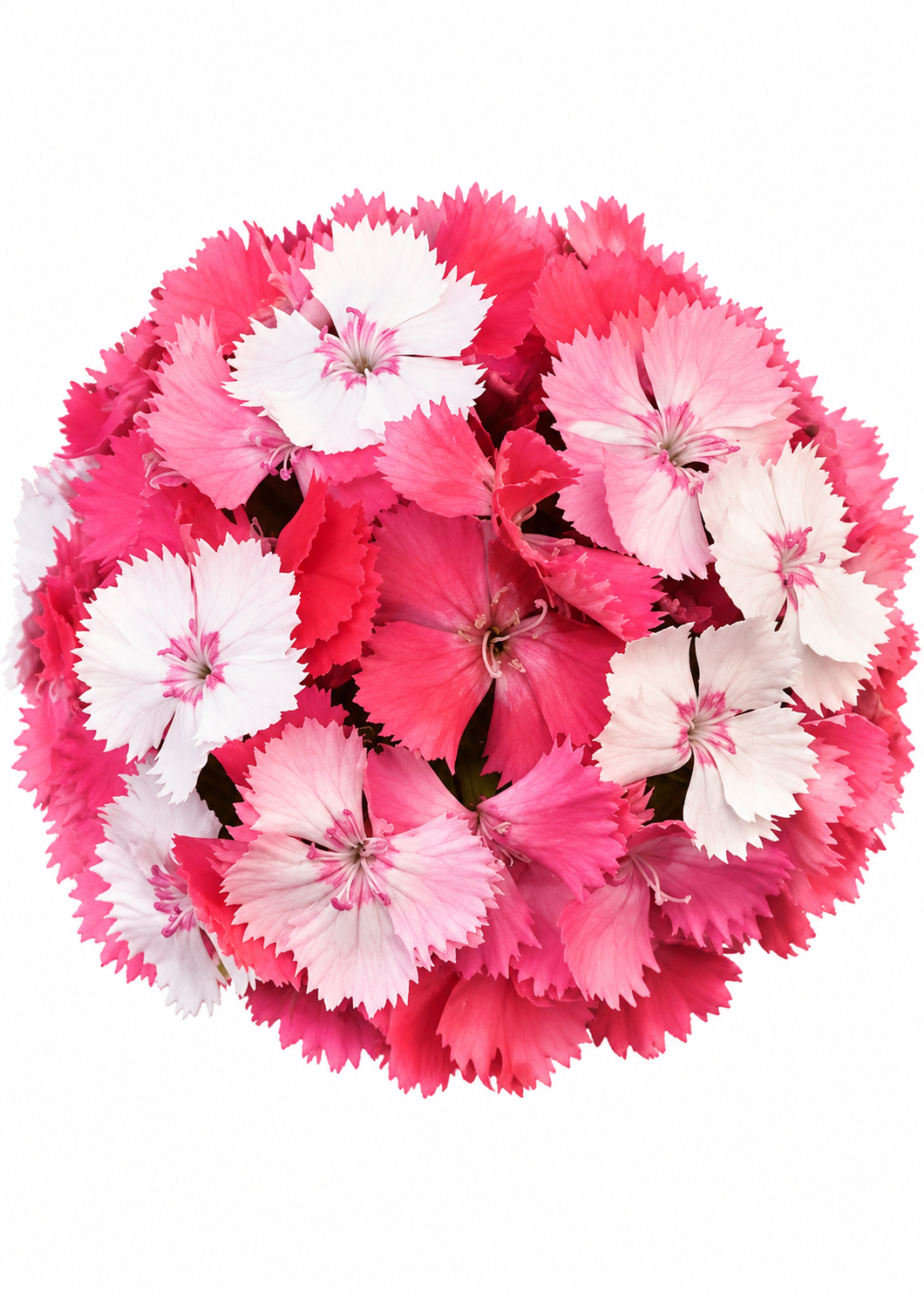 Dianthus barbatus Sweet™ Salmon Magic F1 | Sweet William | Pelleted therapyofflowers.com
