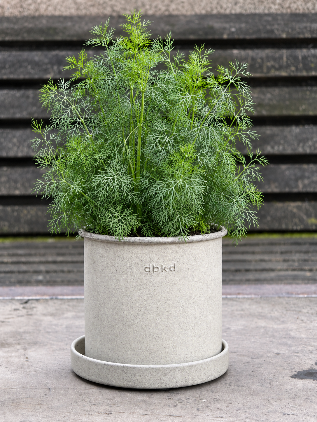 Dilles Fernleaf | Anethum graveolens | Kompakta diļļu šķirne