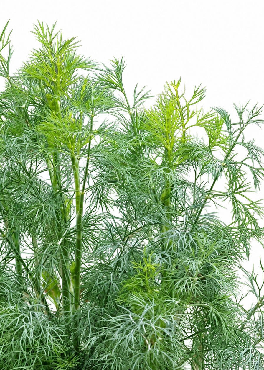Dilles Fernleaf | Anethum graveolens | Kompakta diļļu šķirne