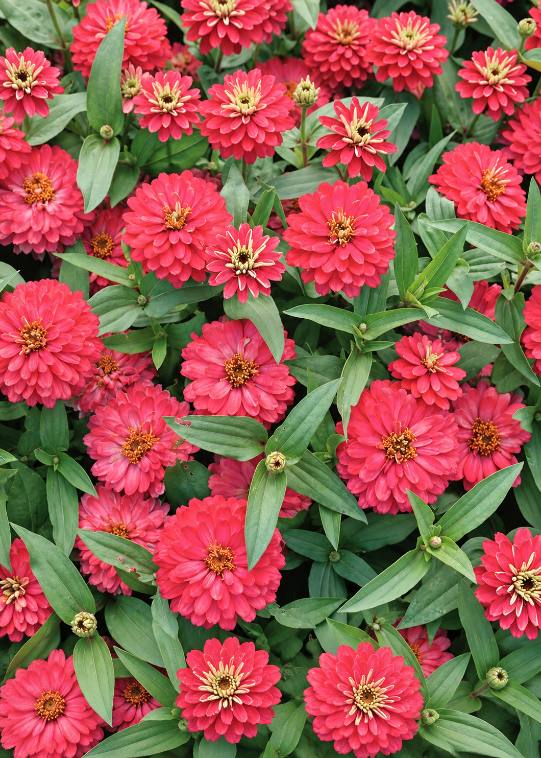 Cinnija Double Zahara™ Salmon | Zinnia marylandica 