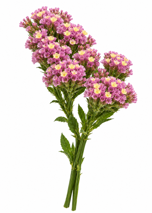 Jomotā limonija Forever Happy | Limonium sinuatum