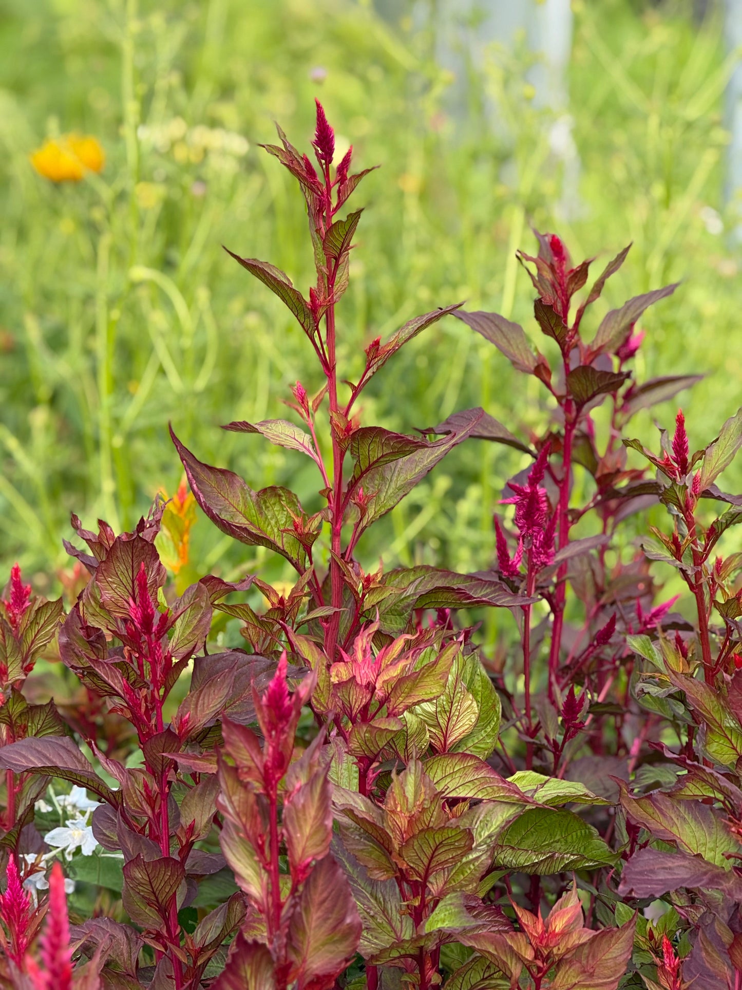 Celosia argentea var. plumosa Forest Fire | Feather Celosia | Tall therapyofflowers.com