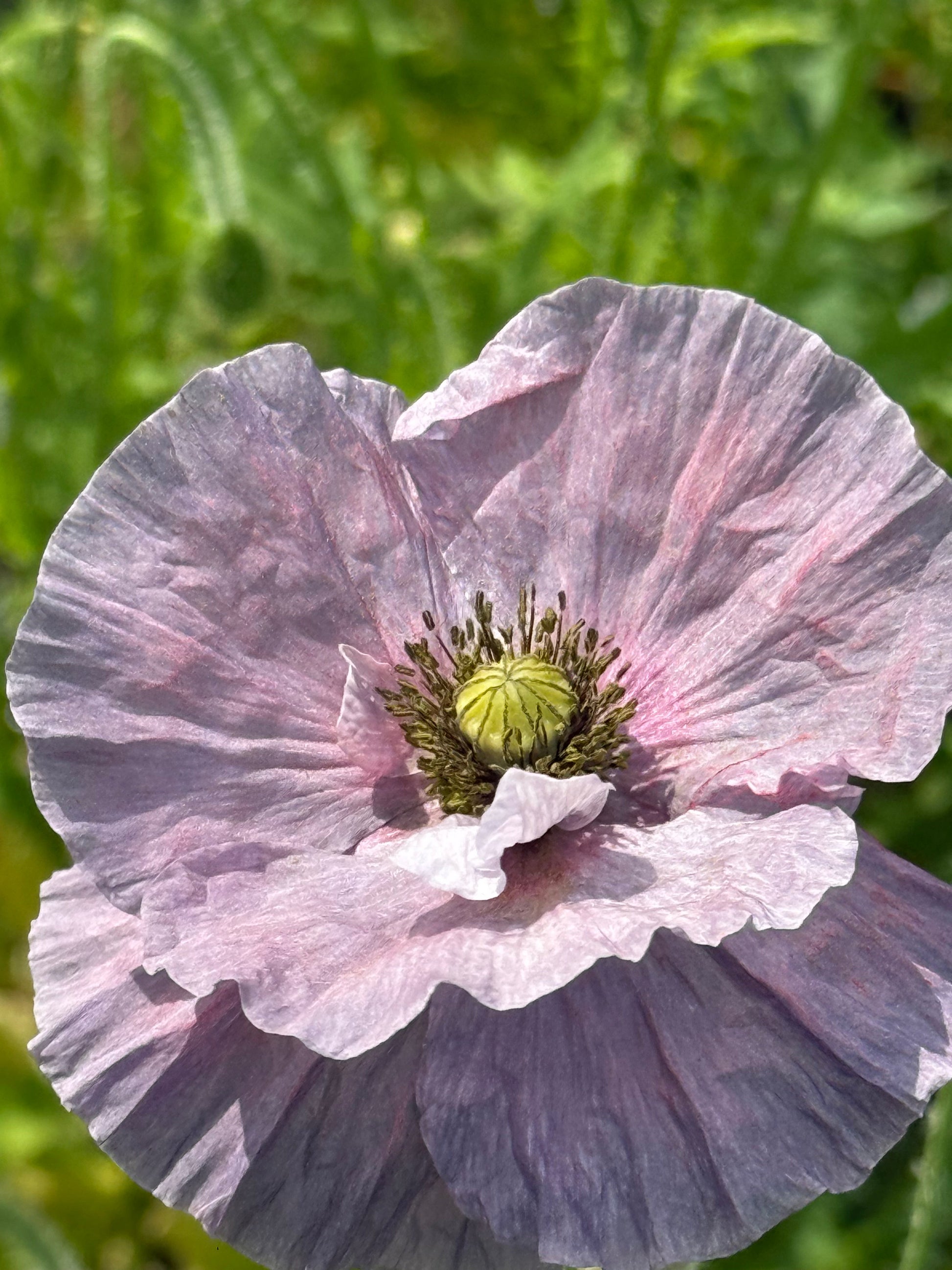 Papaver rhoeas Amazing Grey | Corn Poppy therapyofflowers.com