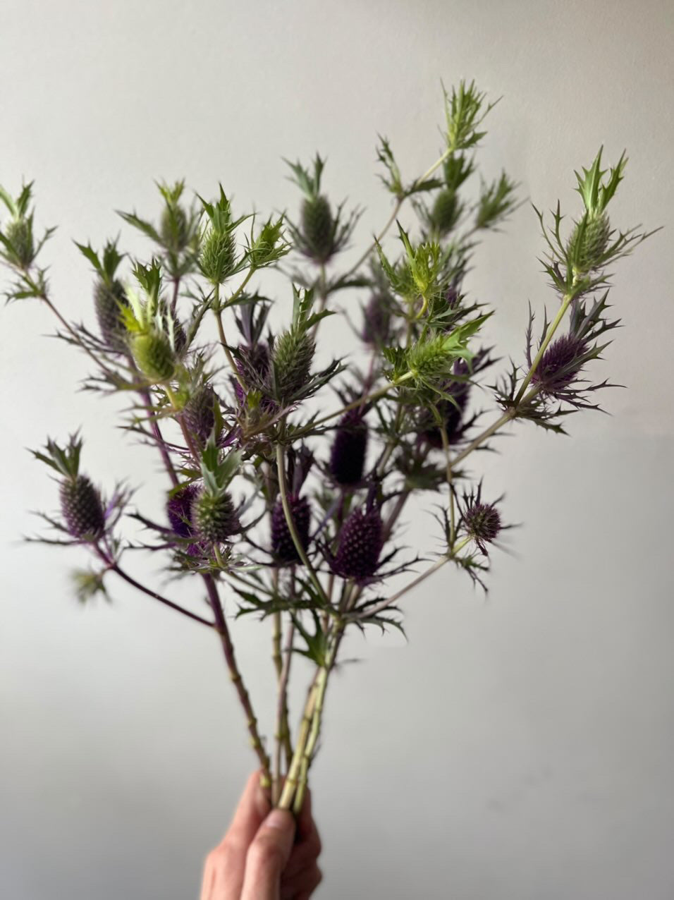 Eryngium leavenworthii Purple Sheen | Leavenworth’s Eryngo