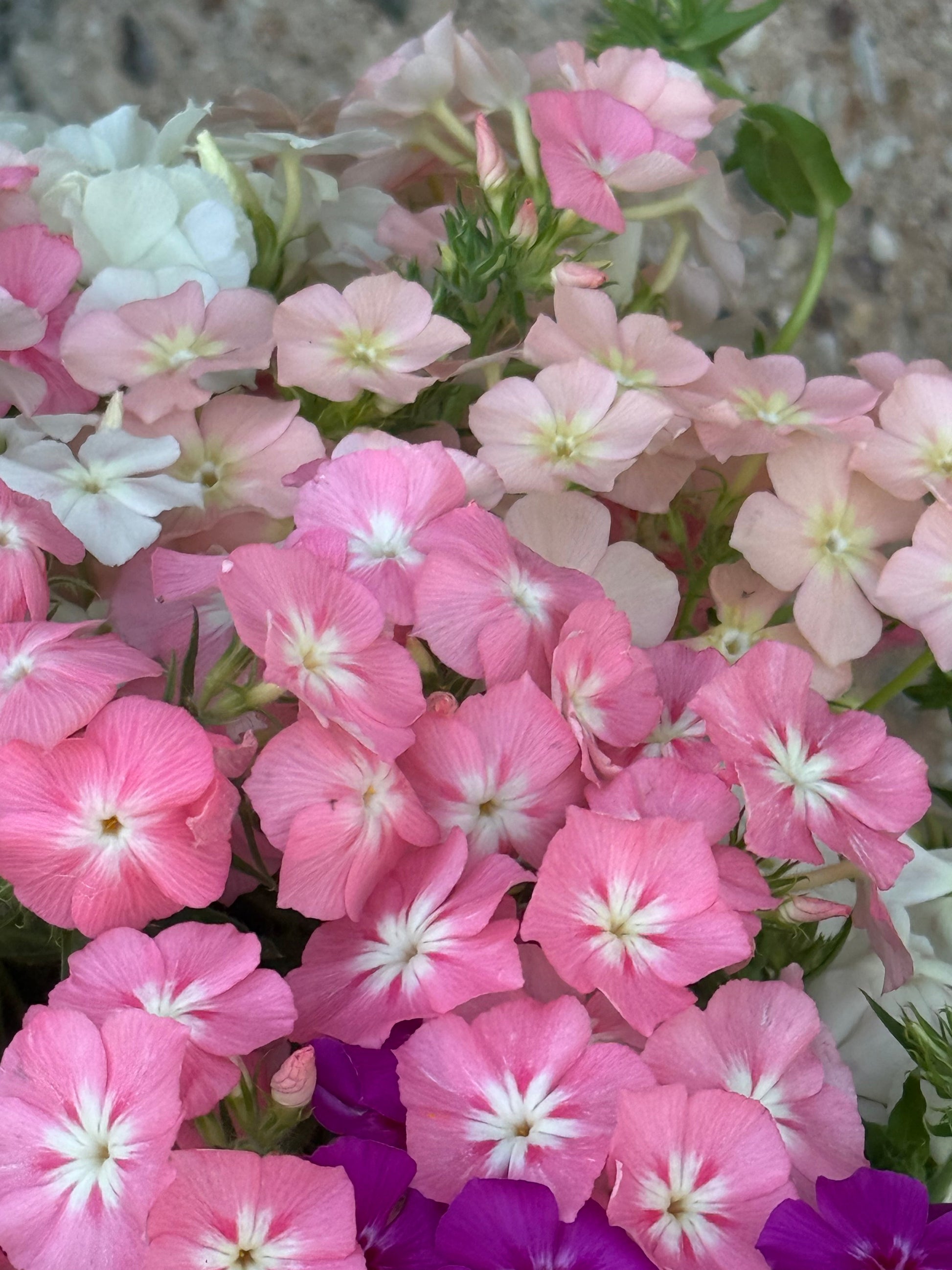 Phlox Drummondii Phlox of Sheep Pastel mix | Annual Phlox therapyofflowers.com
