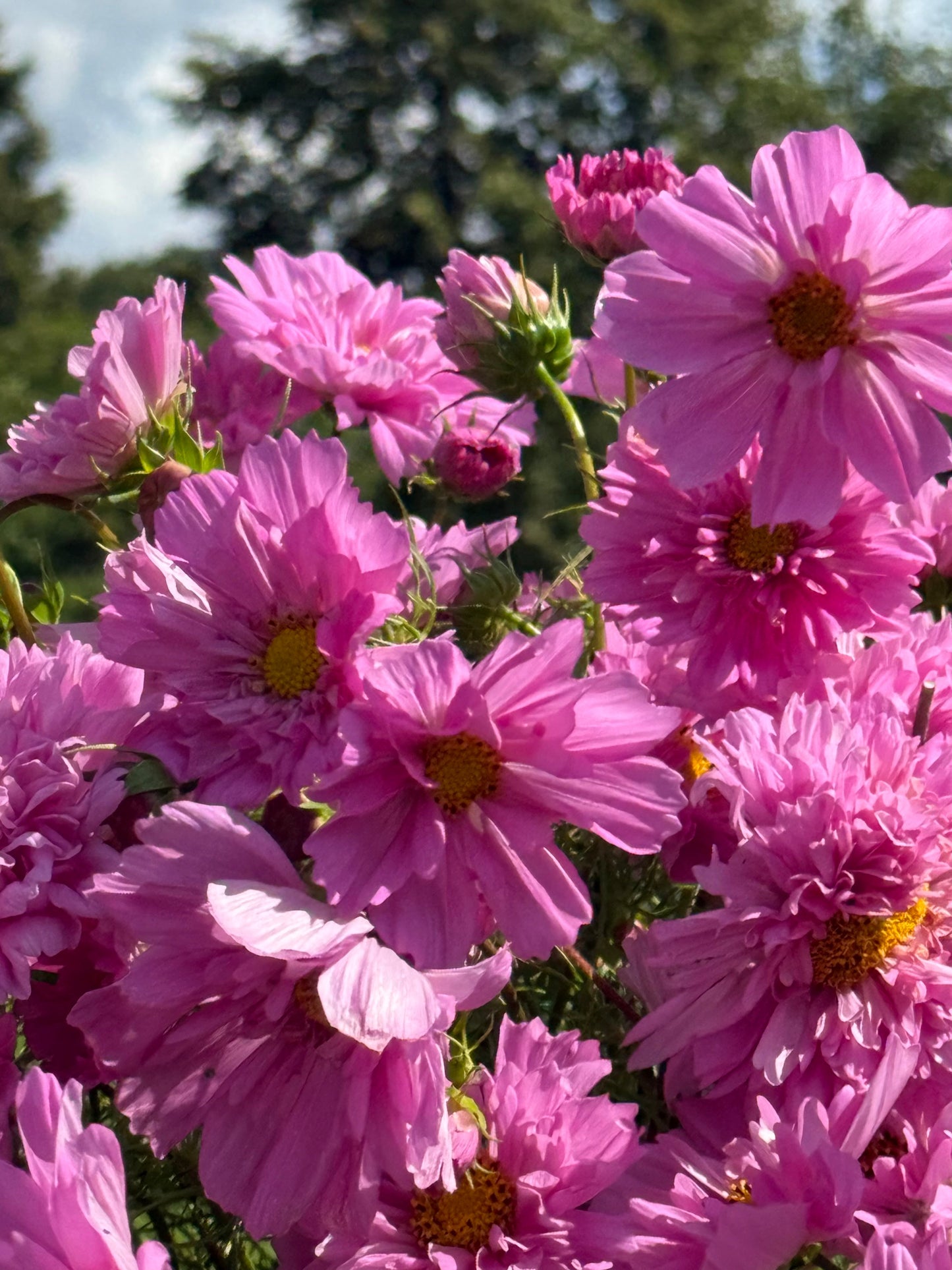 Cosmos bipinnatus Double Dutch Rose therapyofflowers.com