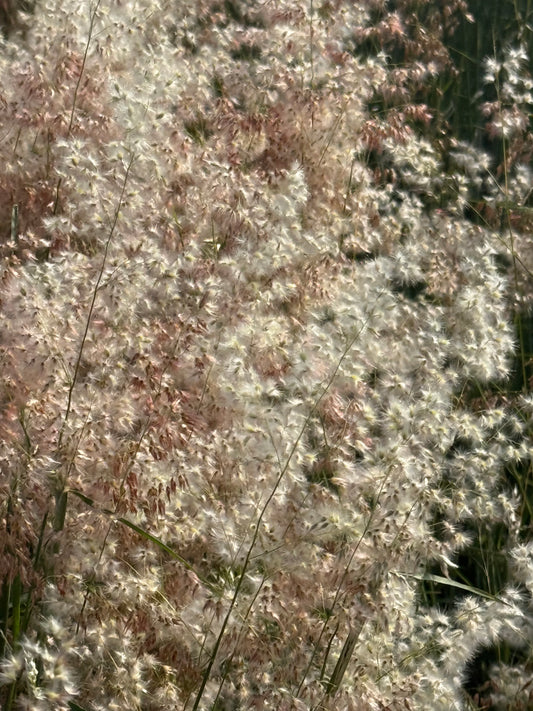 Sīkziedu meline Silver Queen | Melinis minutiflora