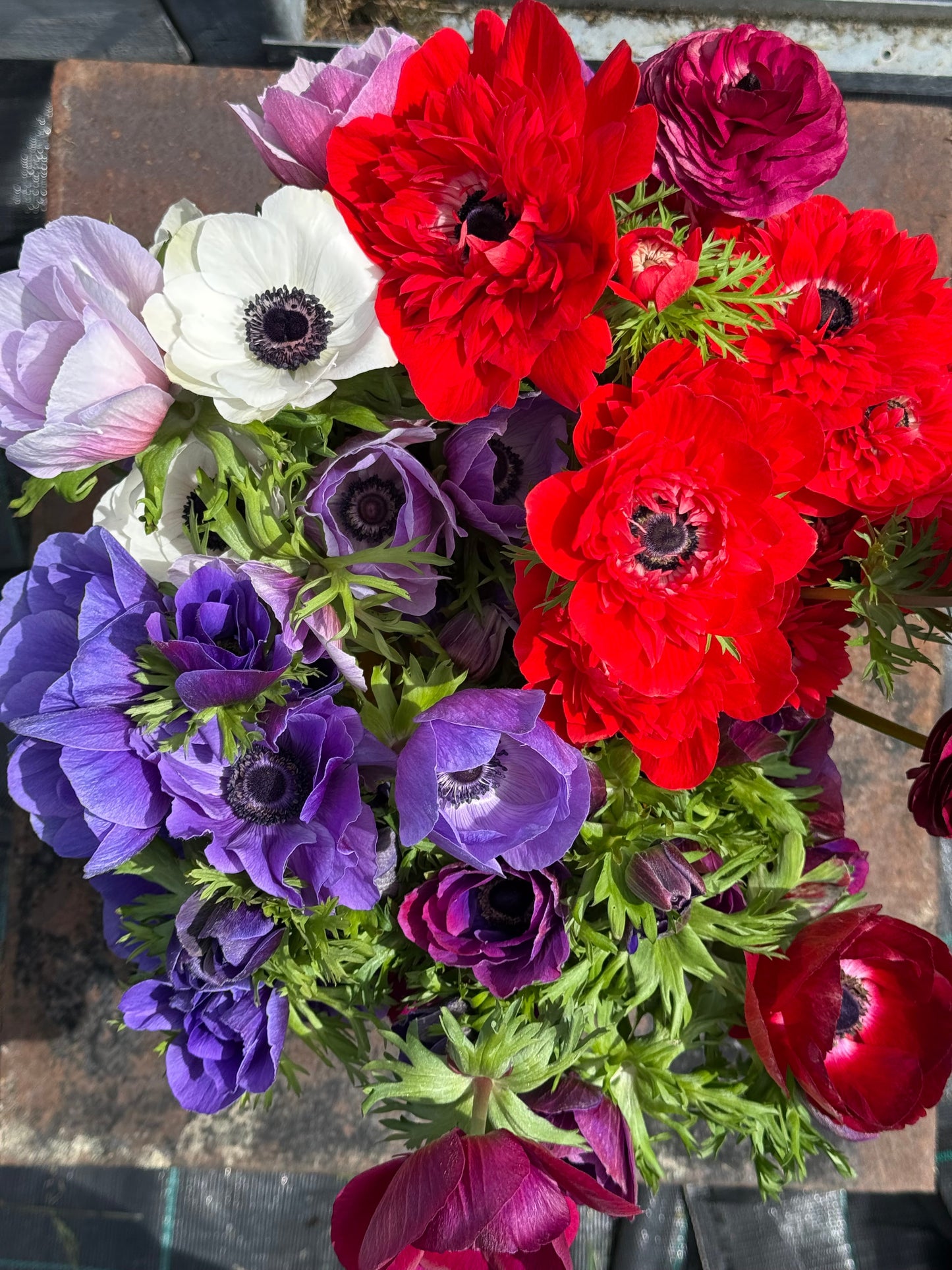 Anemone Levante® ROSSO | Italian Anemone | Corm size: 4/5 therapyofflowers.com