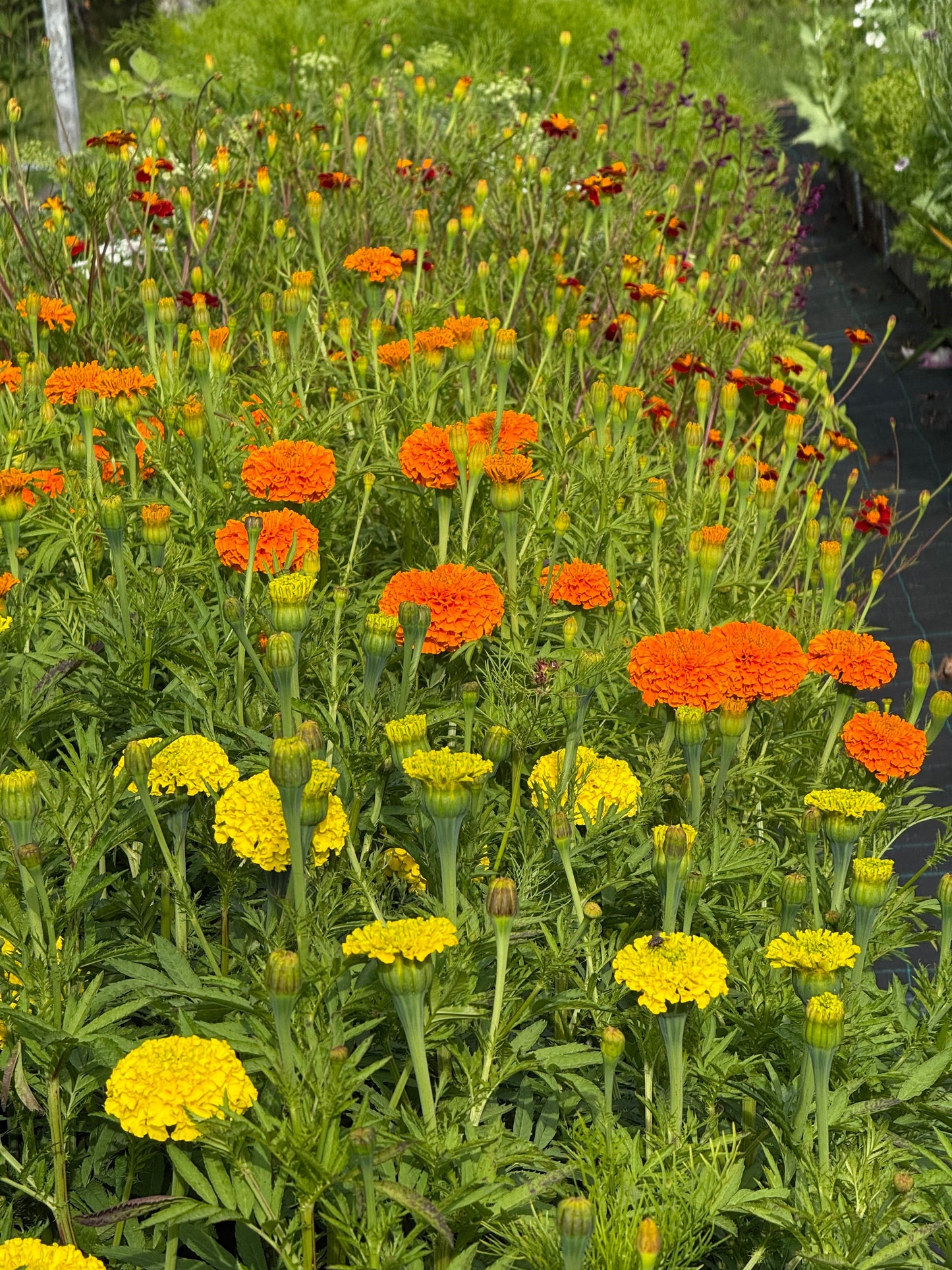 Tagetes erecta Coco™ Yellow F1 | African Marigold | Cut Flower therapyofflowers.com