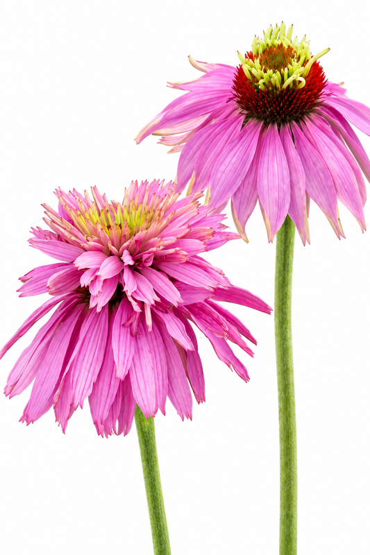 Purpura ehinācija Paradiso Super-Duper | Echinacea purpurea 