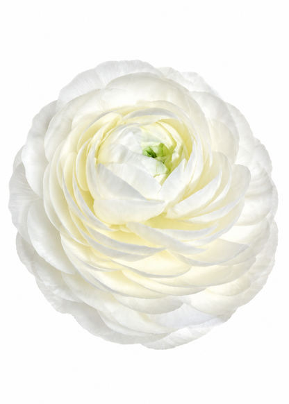 Ranunculus Elegance®  BIANCO 224B B&B | Persian Buttercup | Corm size: 4/5 therapyofflowers.com