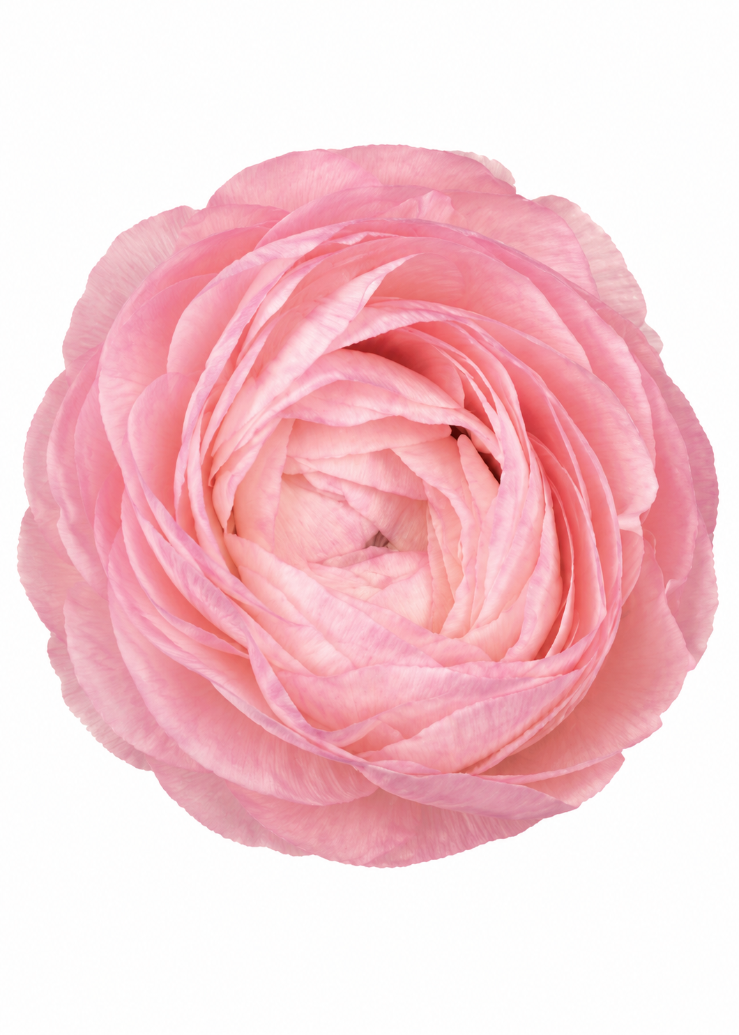 Ranunculus Elegance® ROSA CHIARO 85P B&B |  Italian Ranunculus | Corm size: 4/5 therapyofflowers.com
