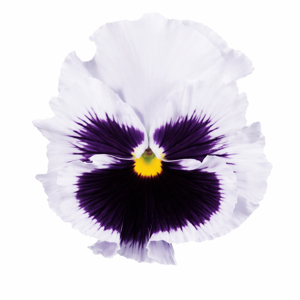 Viola x wittrockiana Flamenco White with Blotch F1 | Pansy therapyofflowers.com