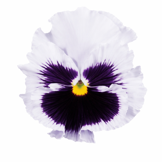 Viola x wittrockiana Flamenco White with Blotch F1 | Pansy therapyofflowers.com