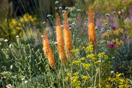 Eremurus x isabellinus Cleopatra | Desert candle therapyofflowers.com