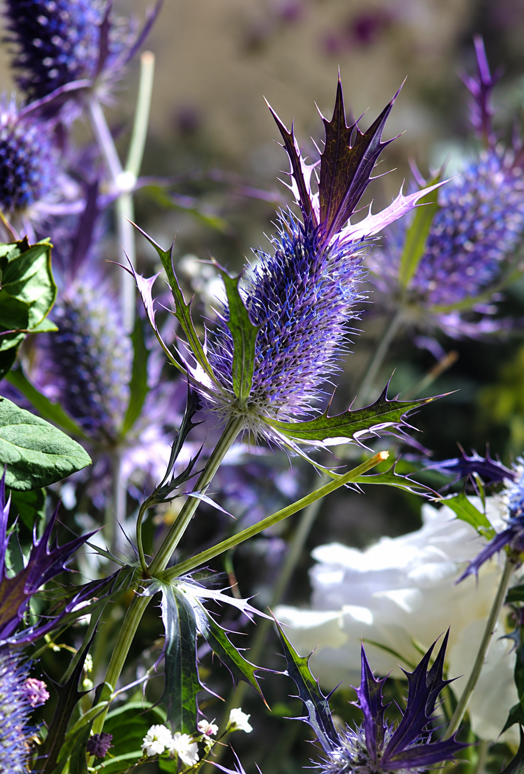 Zilpodze Purple Sheen | Eryngium leavenworthii
