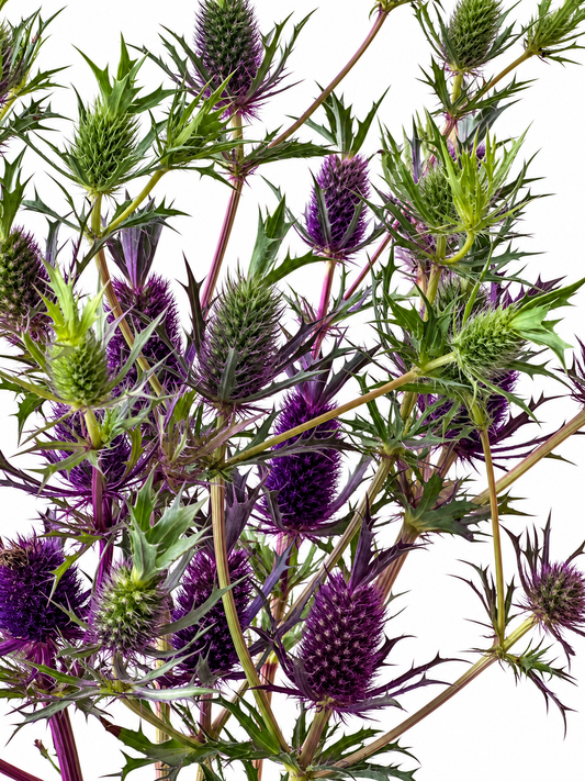 Zilpodze Purple Sheen | Eryngium leavenworthii