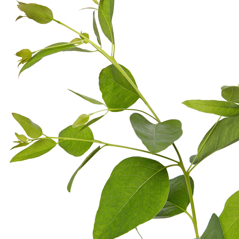 Eucalyptus citriodora | Lemon Scented Gum therapyofflowers.com