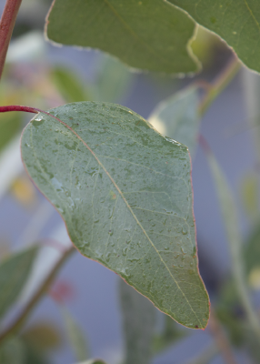 A close-up photograph of a green eucalyptus leaf with a reddish stem, set against a blurred natural background of more leaves and branches.