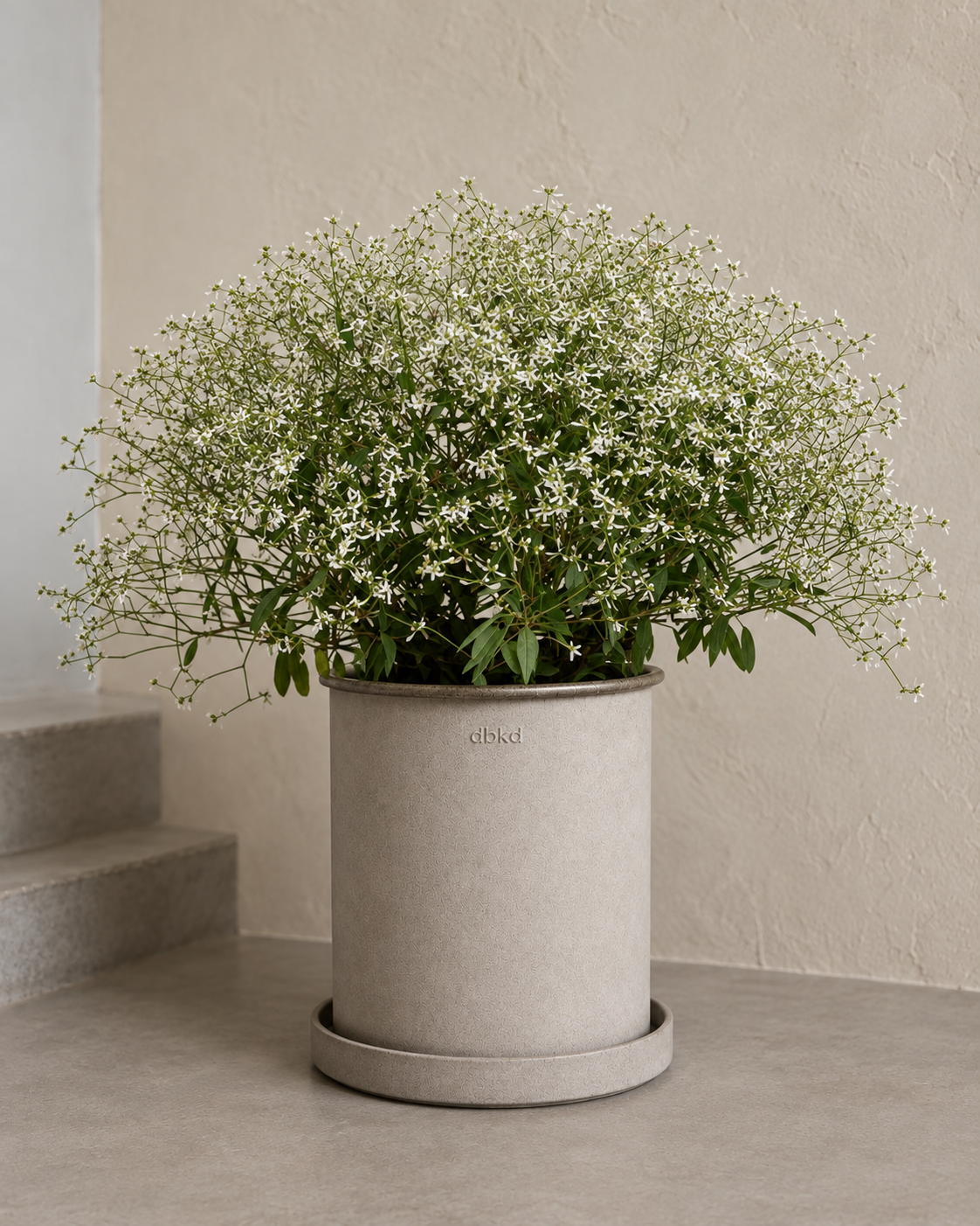 Eiforbija Glamour F1 | Euphorbia graminea