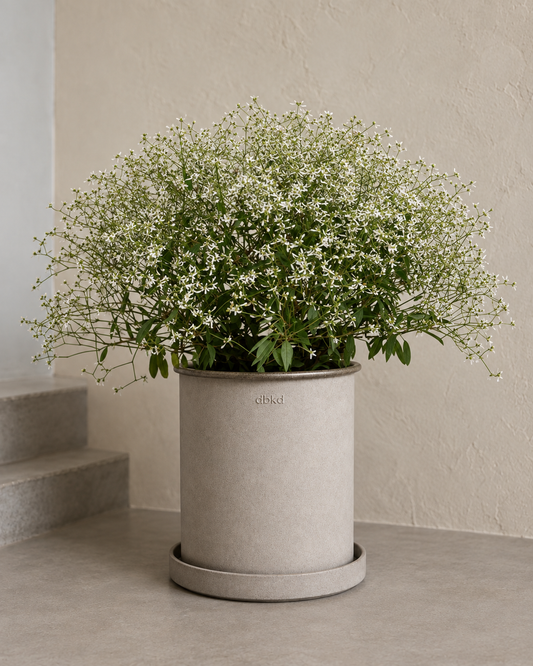 Eiforbija Glamour F1 | Euphorbia graminea