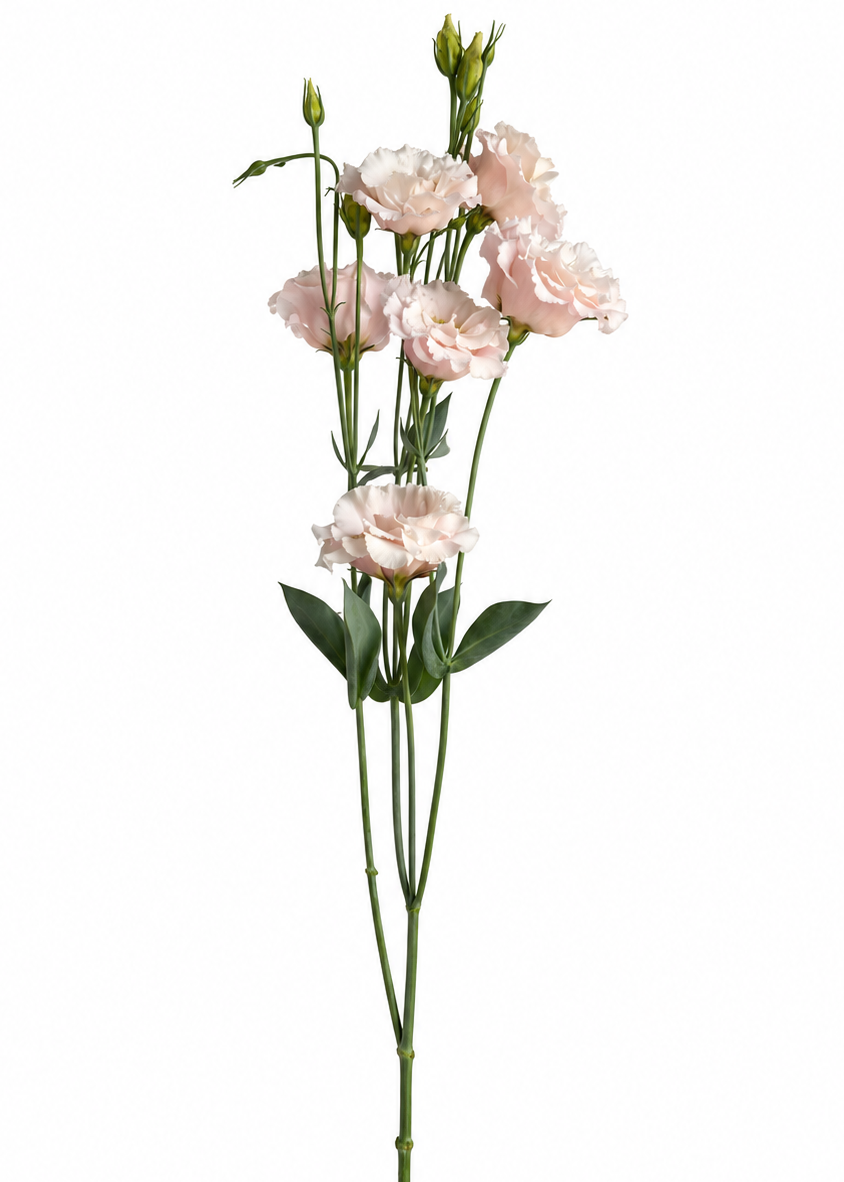 Lizantes Corelli™ III Light Pink F1 | Eustoma grandiflorum