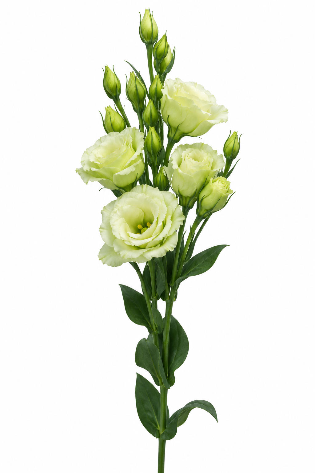 Eustoma grandiflorum ABC™ Green I F1 | Lisianthus therapyofflowers.com
